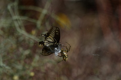 Papilio polyxenes rudkini