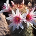 Mammillaria albicans fraileana - Photo (c) Alexis Medina, some rights reserved (CC BY-NC), uploaded by Alexis Medina