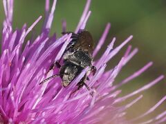 Coelioxys