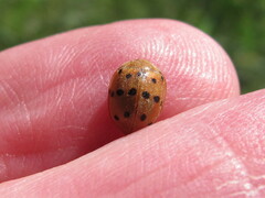 Epilachna varivestis