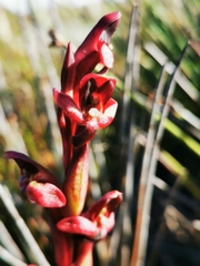 Disa ophrydea