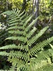 Northern Lady Fern - Photo (c) sabrinavilleneuve2002, some rights reserved (CC BY-NC)