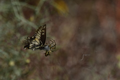 Papilio polyxenes rudkini