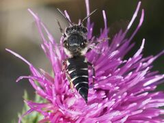 Coelioxys