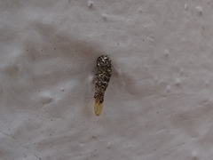 Tineinae