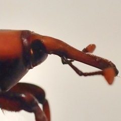 Rhynchophorus ferrugineus