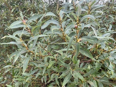 Salix lasiandra