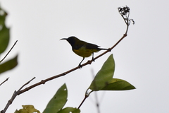 Cinnyris jugularis ornatus