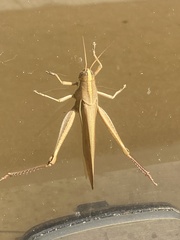 Schistocerca flavofasciata