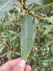 Salix lasiandra