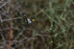 Papilio polyxenes rudkini