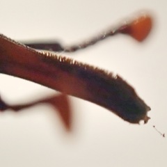 Rhynchophorus ferrugineus