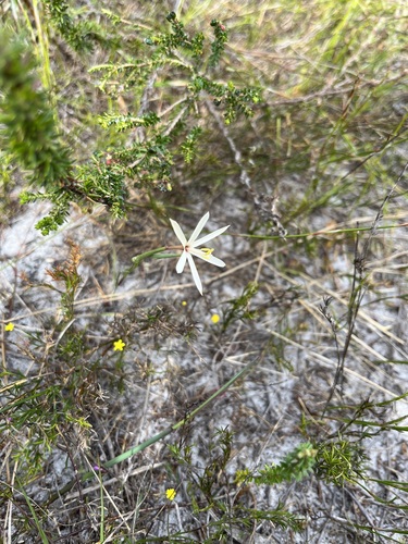 Image of Geissorhiza tenella by (c) Charleen Brunke, some rights reserved (CC BY)
