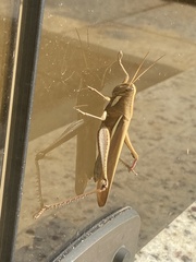 Schistocerca flavofasciata