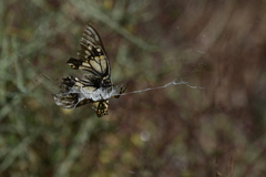 Papilio polyxenes rudkini