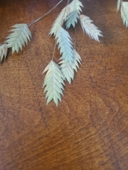 Chasmanthium latifolium