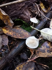 Mycena galericulata