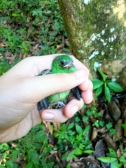 Tangara cyanocephala