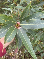 Salix lasiandra