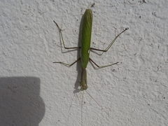 Sphodromantis viridis