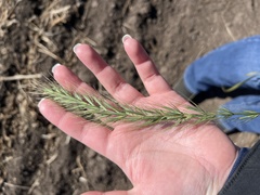 Elymus villosus