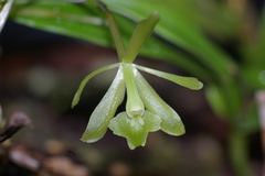 Epidendrum conopseum