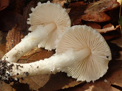 Cystoderma carcharias