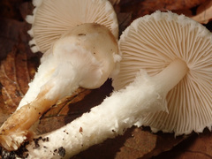 Cystoderma carcharias