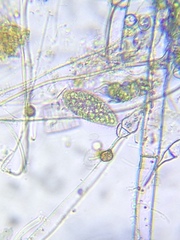 Hymenostomatia