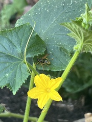 Polistes dominula