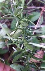 Genista germanica