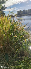 Zizania latifolia