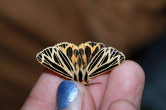 Apantesis virguncula