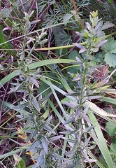 Genista germanica