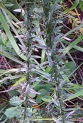 Genista germanica