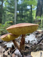 Aureoboletus