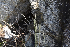 Festuca ammobia