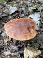 Aureoboletus