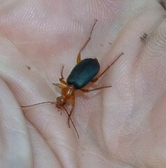 Brachinus
