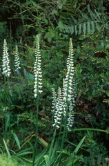 Spiranthes bightensis