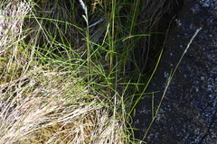 Festuca ammobia
