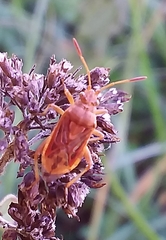 Stictopleurus abutilon