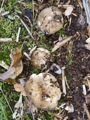 Russula nigricans