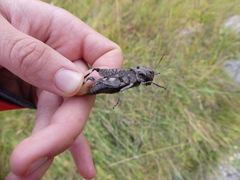 Psophus stridulus