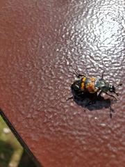Nicrophorus