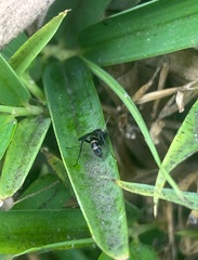 Sciaroidea