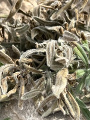 Echium angustifolium