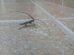 Neoptychodes trilineatus