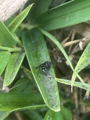 Sciaroidea