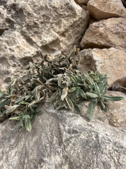 Echium angustifolium